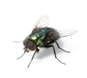 Fliege, Fliegenbefall