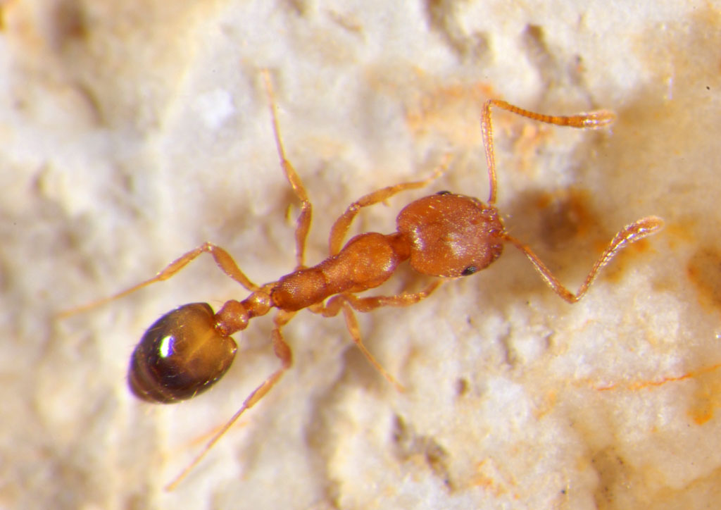 Ameisen, Pharaoameise monomorium