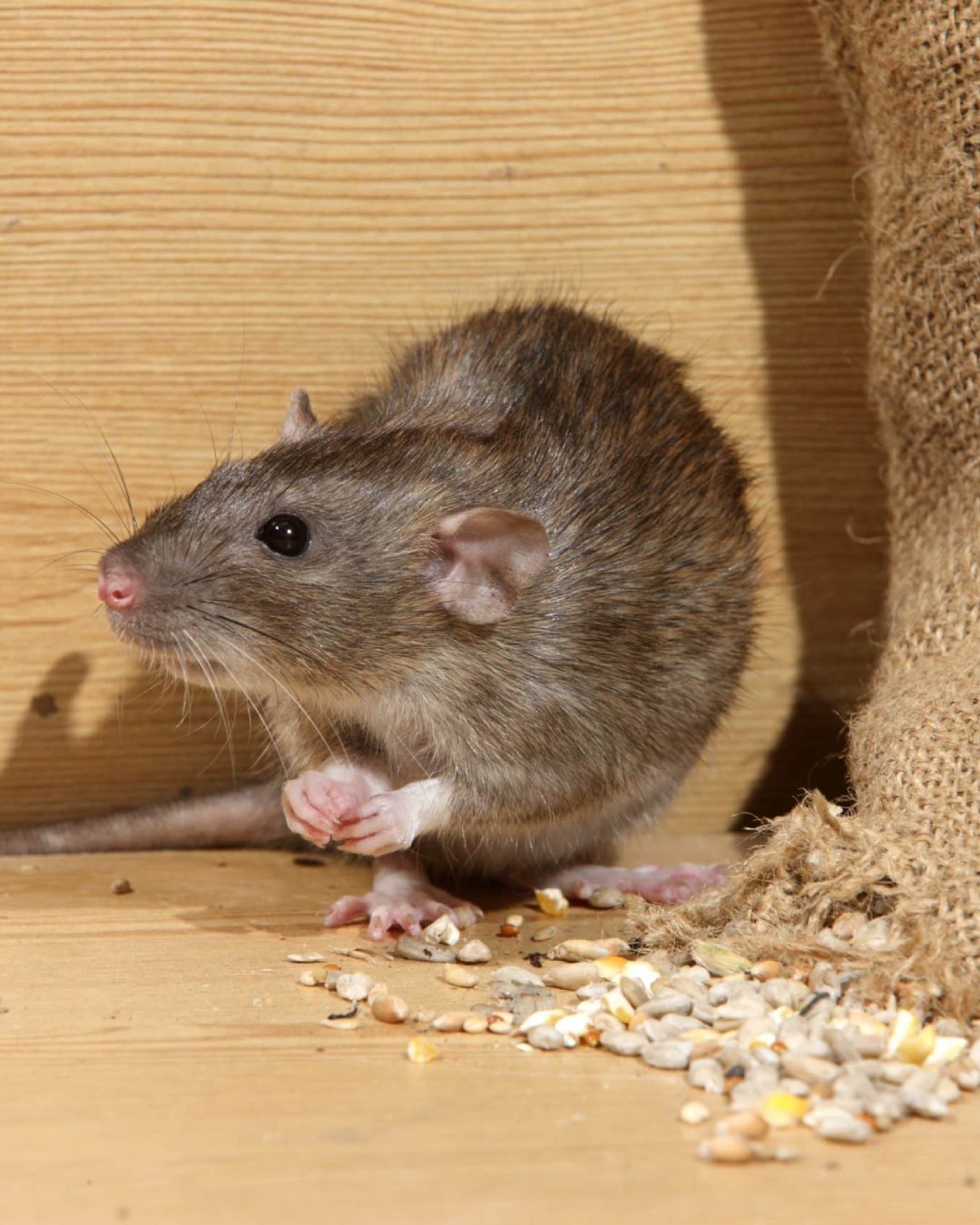 Eine kleine Hausmaus im Detail bei einem akuten Mäusebefall in einem Gebäude